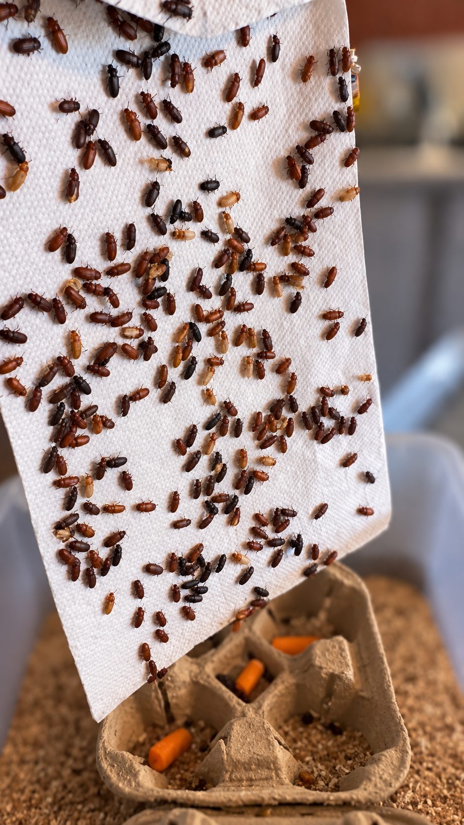 Healthy darkling beetles raised by Caudle Critters