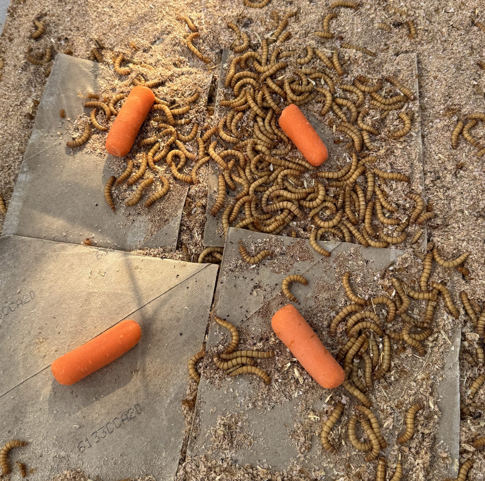 Live feeder mealworms raised by Caudle Critters